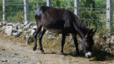 KARIŞIK KÖY RESİMLERİ