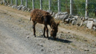 KARIŞIK KÖY RESİMLERİ